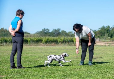 Yavru Dalmaçyalı bir kulüpte itaat yarışmasına hazırlanıyor.