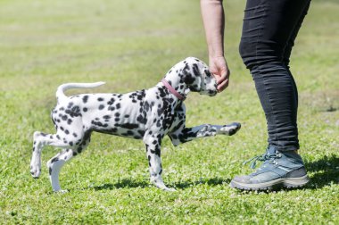 Yavru Dalmaçyalı bir kulüpte itaat yarışmasına hazırlanıyor.
