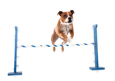 Beyaz arka planda, Stamfordshire boğa teriyeri.