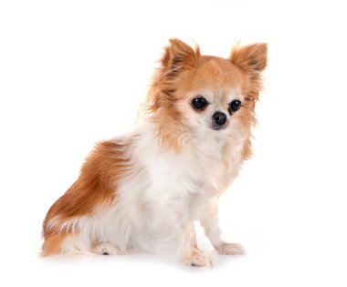 Beyaz arka planda küçük bir chihuahua