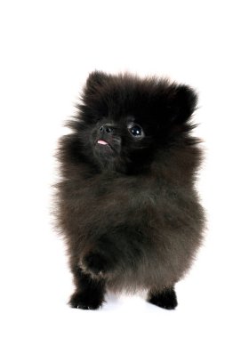 Beyaz arkaplan önünde genç pomeranian