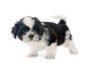 puppy Shih Tzu in front of white background clipart
