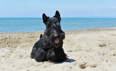  İskoçyalı teriyer yazın sahilde koşuyor.