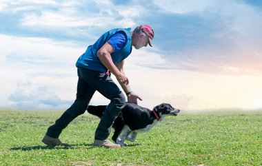 Bir çoban köpeğiyle itaat disiplini için köpek eğitimi.
