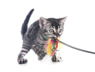 Bengal kedisi beyaz arka planda