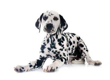 Yavru Dalmaçyalı beyaz arkaplan önünde