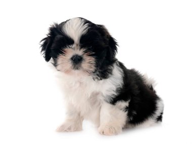 Köpek Shih Tzu beyaz arkaplanın önünde
