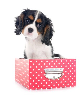 Beyaz arkaplan önünde süvari kral Charles