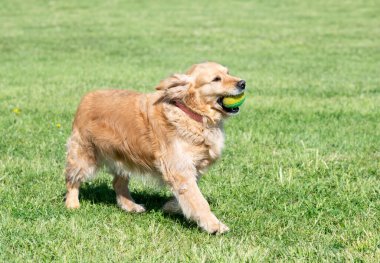 Golden Retriever ile itaat disiplini için köpek eğitimi.