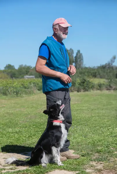 Bir çoban köpeğiyle itaat disiplini için köpek eğitimi.