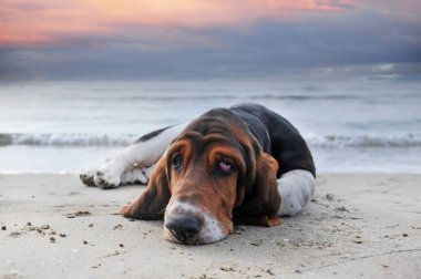Basset köpeği yazın sahilde kalıyor.