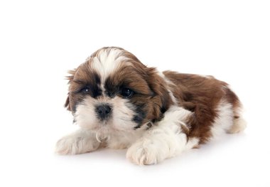 Köpek Shih Tzu beyaz arkaplanın önünde