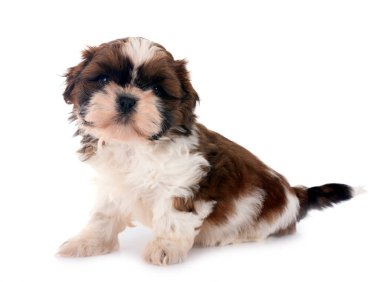 Köpek Shih Tzu beyaz arkaplanın önünde