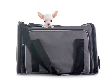 Beyaz arka planda köpek yavrusu chihuahua