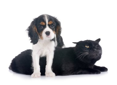 Süvari Kral Charles ve Kedi beyaz arkaplanın önünde