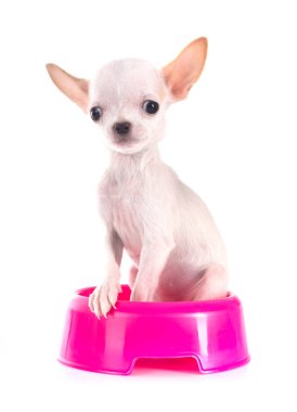 Beyaz arka planda köpek yavrusu chihuahua