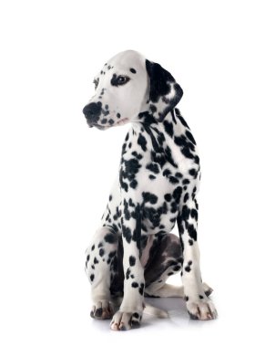 Yavru Dalmaçyalı beyaz arkaplan önünde