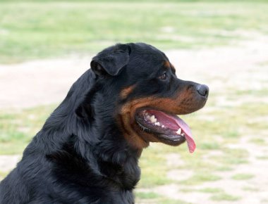 Genç Rottweiler yazın doğada kalıyor.