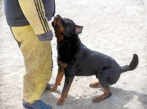Genç Rottweiler koruma sporu ve polis eğitimi alıyor.