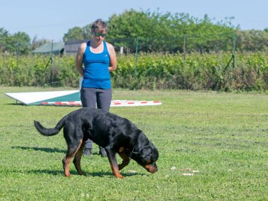 Bir Rottweiler ile itaat disiplini için köpek eğitimi.