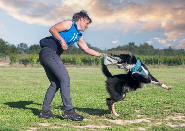 Bir çoban köpeğiyle itaat disiplini için köpek eğitimi.