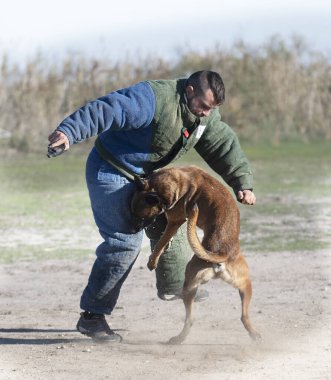 Genç Belçikalı çoban köpeği doğada güvenlik eğitimi alıyor.