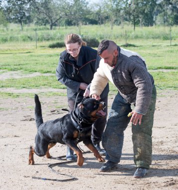 Genç Rottweiler koruma sporu ve polis eğitimi alıyor.