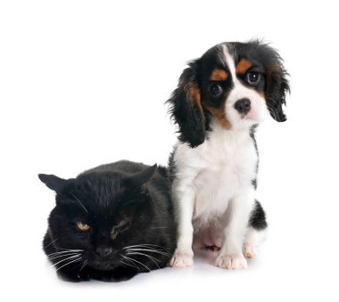 Süvari Kral Charles ve Kedi beyaz arkaplanın önünde