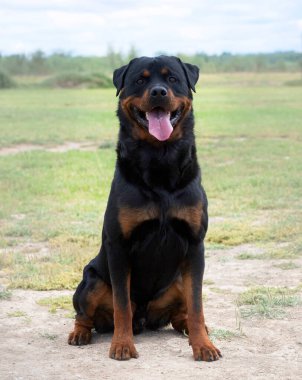 young rottweiler stayingin the nature in summer