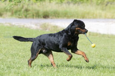 Rottweiler ve kadın itaat yarışmasına hazırlanıyor.