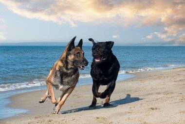 Genç Rottweiler ve Malinois sahilde oynuyorlar.
