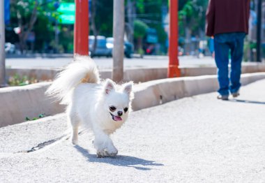 Küçük chihuahua yazın doğada poz verir.