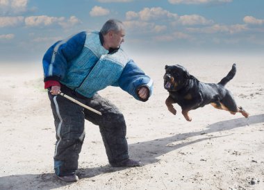 Genç Rottweiler koruma sporu ve polis eğitimi alıyor.