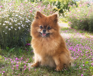 Genç Pomeranian doğanın önünde