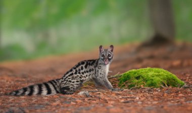Beyaz arkaplan önünde ortak genet