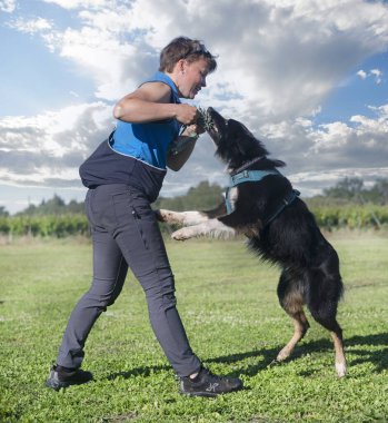 Bir çoban köpeğiyle itaat disiplini için köpek eğitimi.