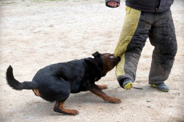Genç Rottweiler koruma sporu ve polis eğitimi alıyor.
