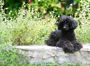 Bahçe arka planında siyah kaniş