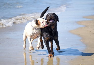 Rottweiler ve beyaz boksör sahilde oynuyorlar.