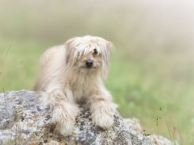 Doğanın önündeki Pyrenean Çoban Köpeği