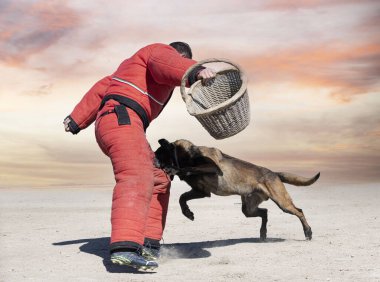 Genç Belçikalı çoban köpeği doğada güvenlik eğitimi alıyor.