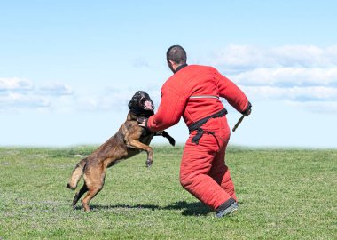 Genç Belçikalı çoban köpeği doğada güvenlik eğitimi alıyor.