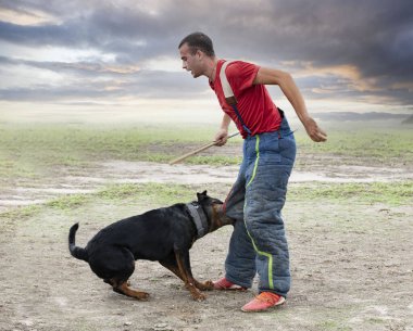 Genç Rottweiler koruma sporu ve polis eğitimi alıyor.