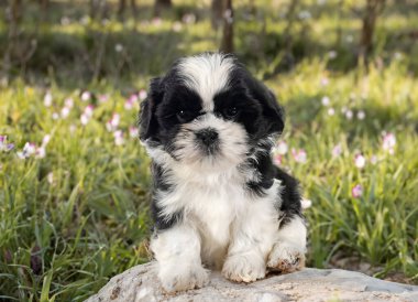 Yavru shih tzu doğanın önünde