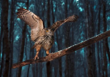 Avrasya kartal baykuşu doğanın önünde