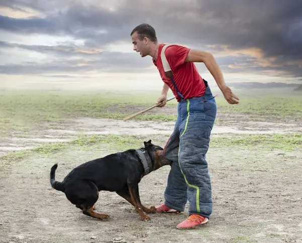 Genç Rottweiler koruma sporu ve polis eğitimi alıyor.