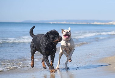 Rottweiler ve beyaz boksör sahilde oynuyorlar.
