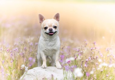 Küçük chihuahua doğada özgürce dolaşıyor.