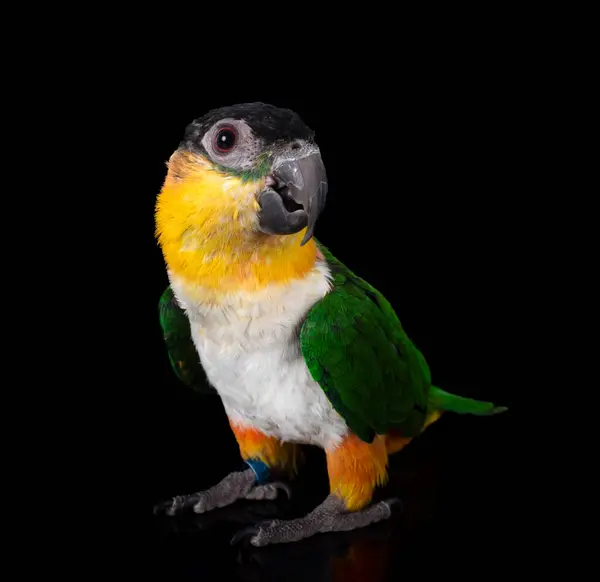 stock image Black-headed parrot in front of black background