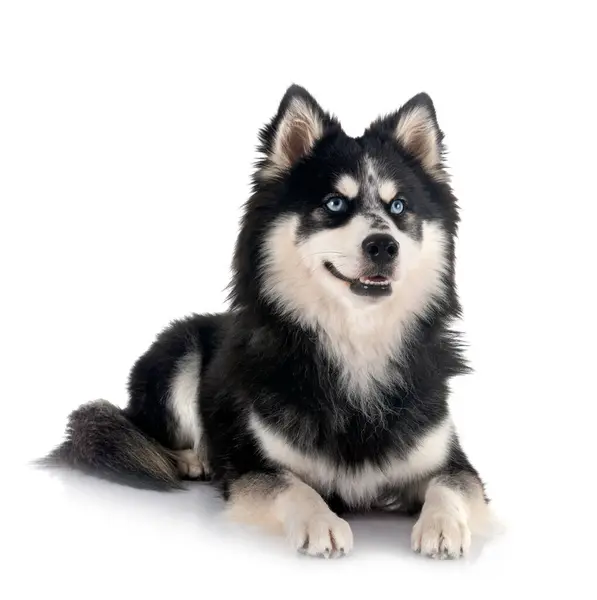 stock image picture of a pomsky in front of white background